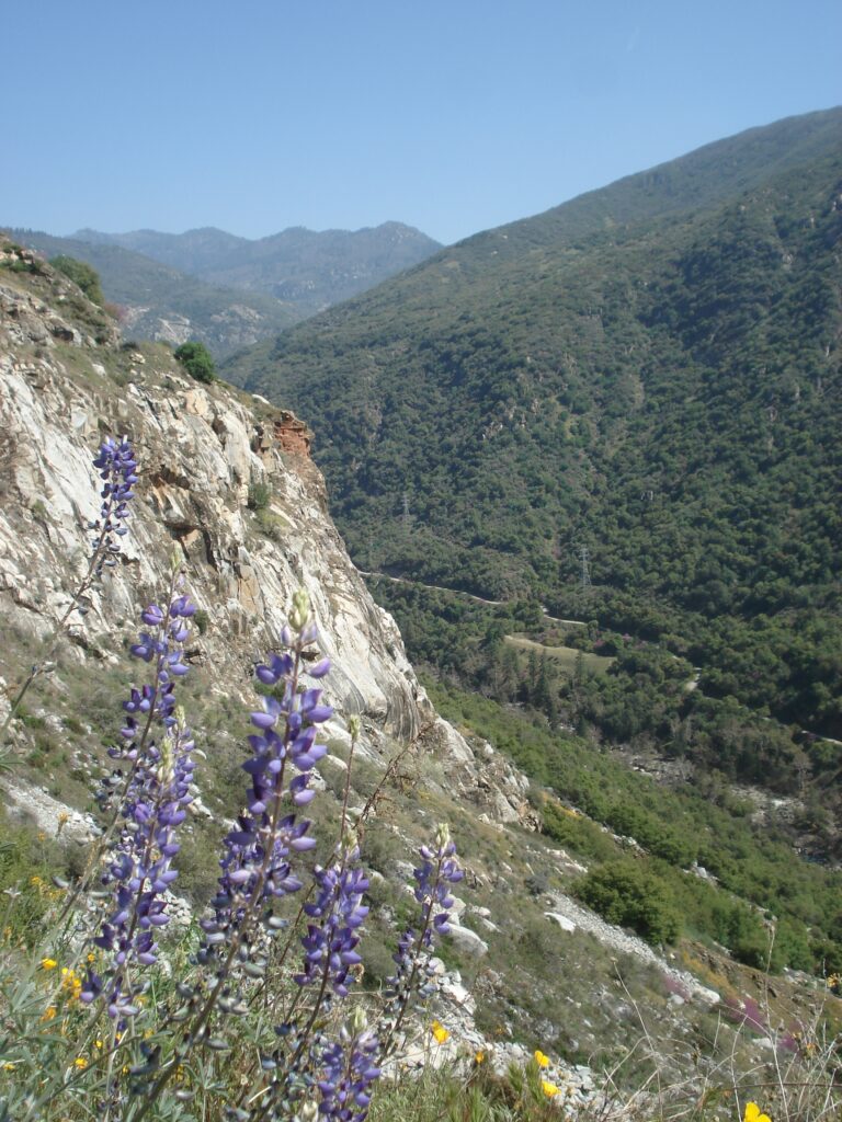 Lupine flowers against cliffs