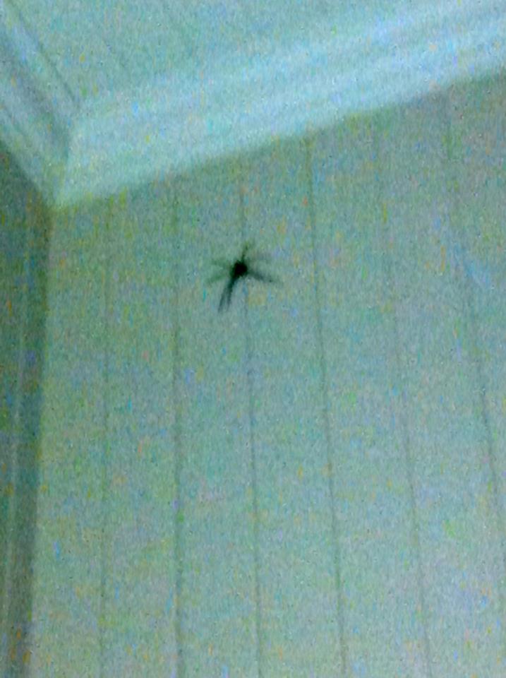 Large spider on wall